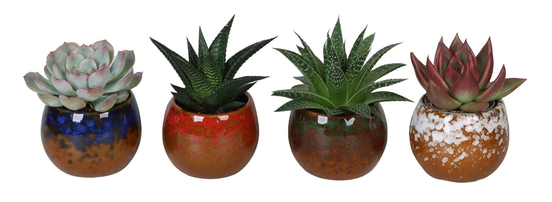 L 66743 Succulent Mix 6 cm, D 6