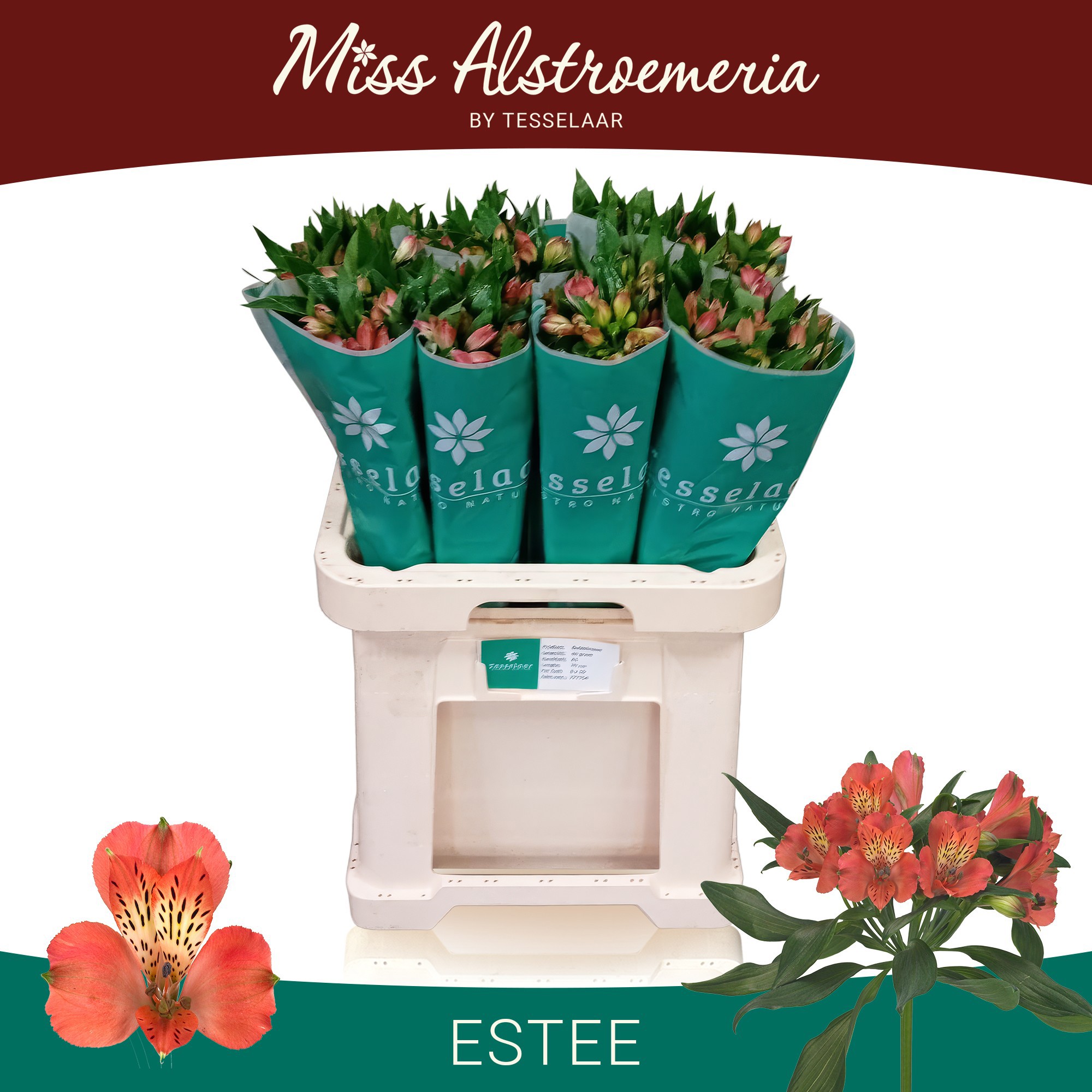 Альстромерия Эсти (оранж.), шт.