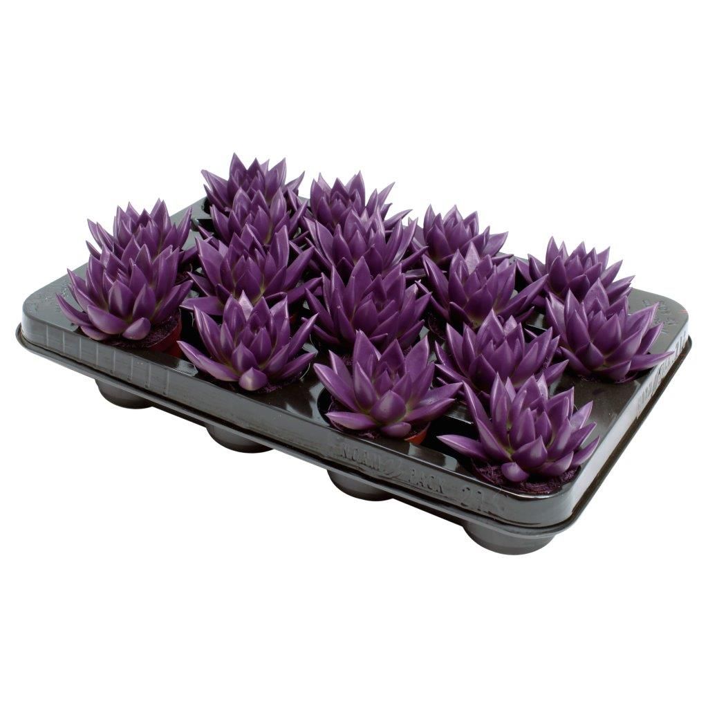 Miranda coloured dark purple, D 6