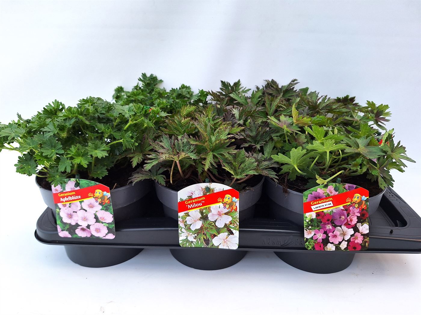 Geranium mix, D 17