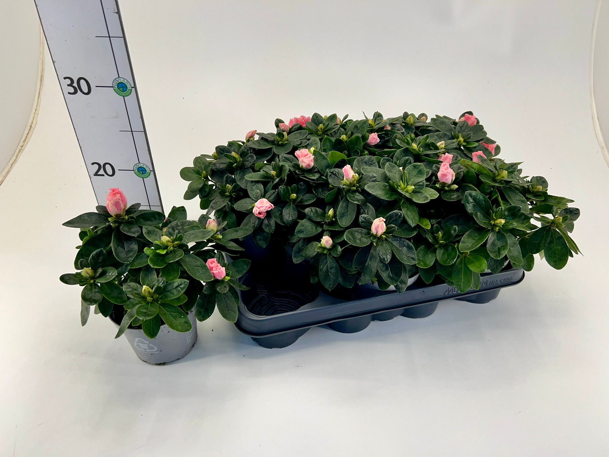 Rhododendron simsii T10,5 salmon, D 10