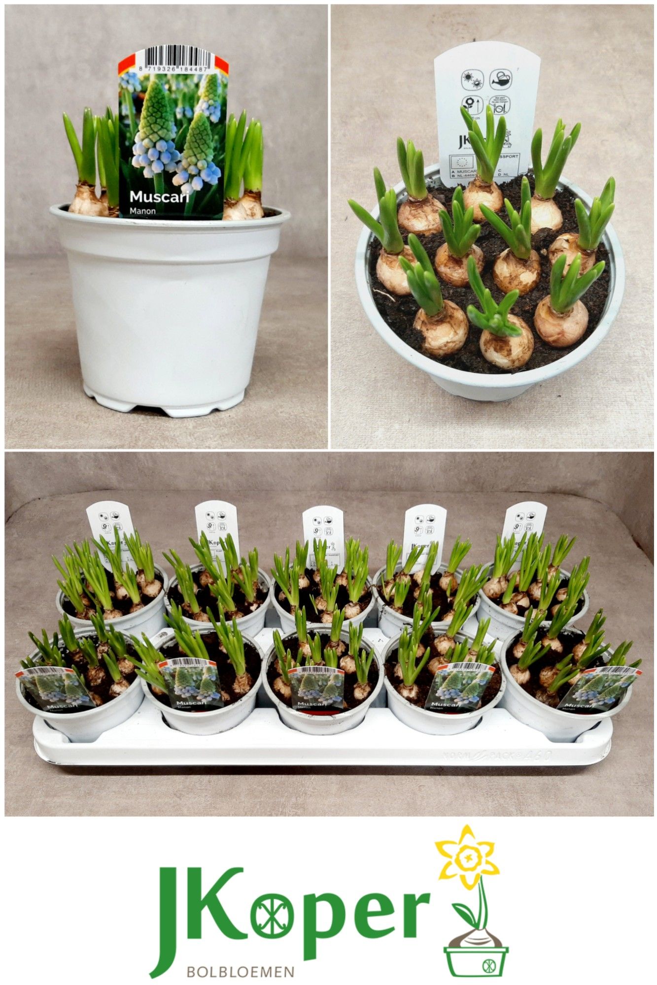 Muscari Manon 12 cm, D 12