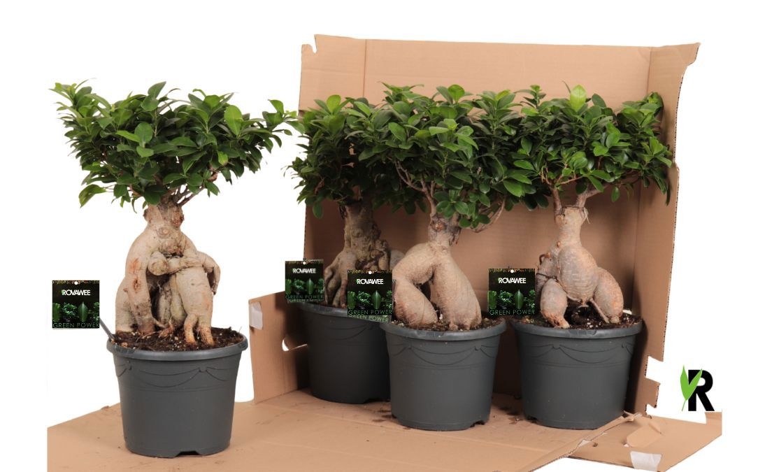 Ficus micr. Ginseng in fust 352, D 21