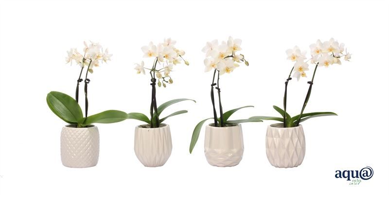 Dolomite p06 White Phal Tiny Dolls white 2T12+ Aqu@, D 6