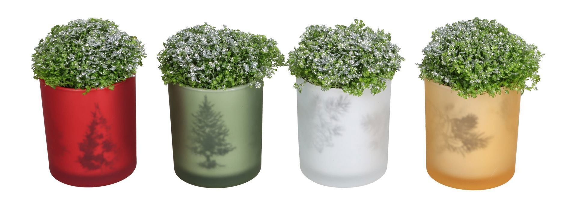 L 67429 With Selaginella Apoda Glitter 6 cm, D 6