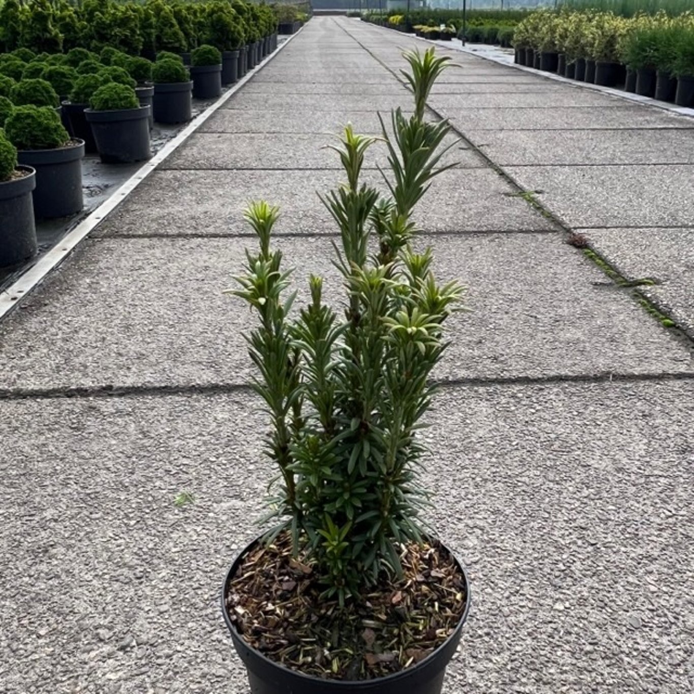 Cephalotaxus harringtonii 'Taranto' WB, D 17