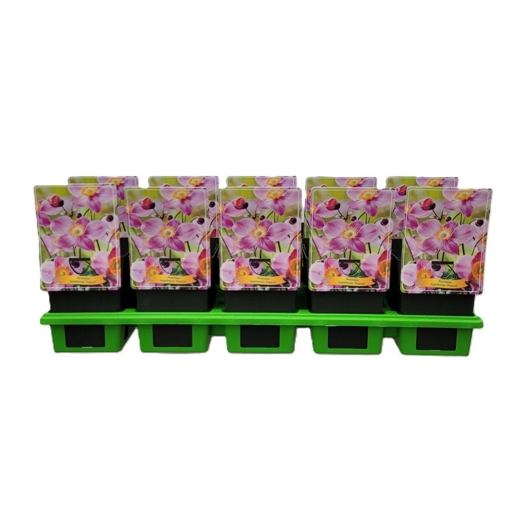 Anemone hupehensis Praecox P11, D 11