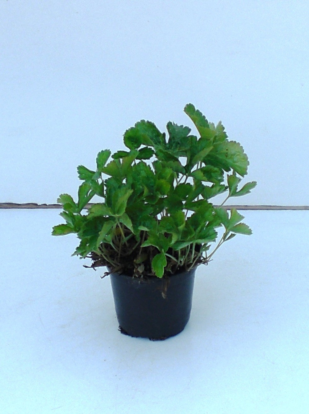 Waldsteinia ternata, D 13