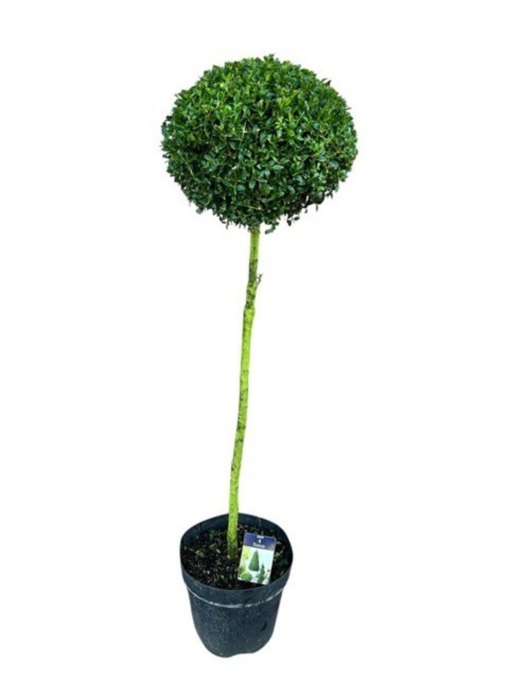 Buxus semp. Bol op Stam 35-40 cm c12/p31, D 31