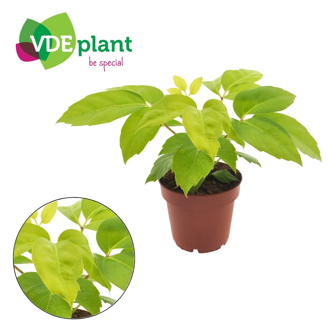 Schefflera amate “Golden” 12cm, D 12