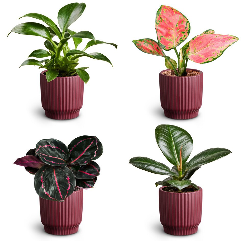 GREEN PLANTS MIX 30685161 Nordic A Leaf, D 7