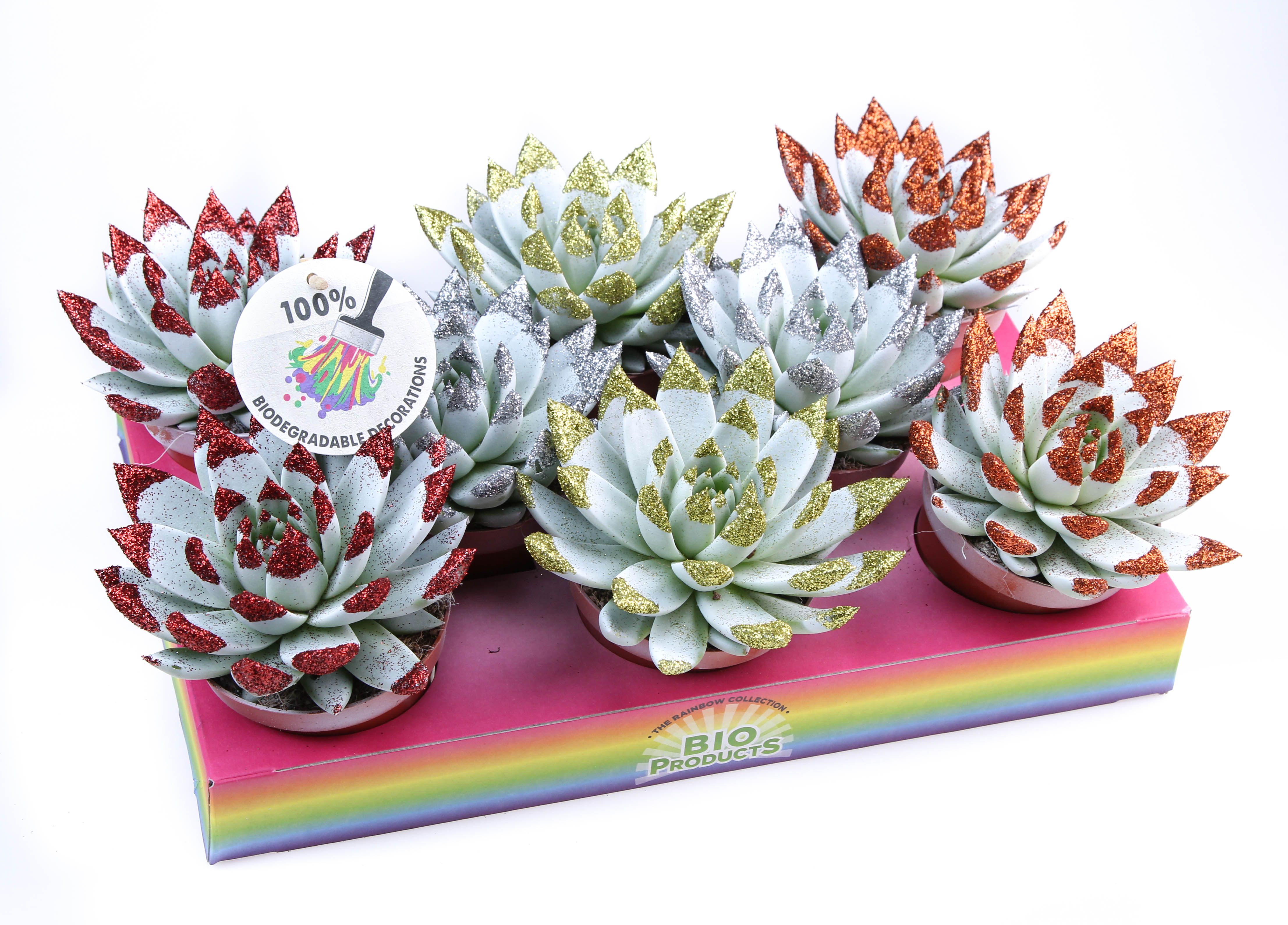 Bio miranda wit + glittertips, D 10,5