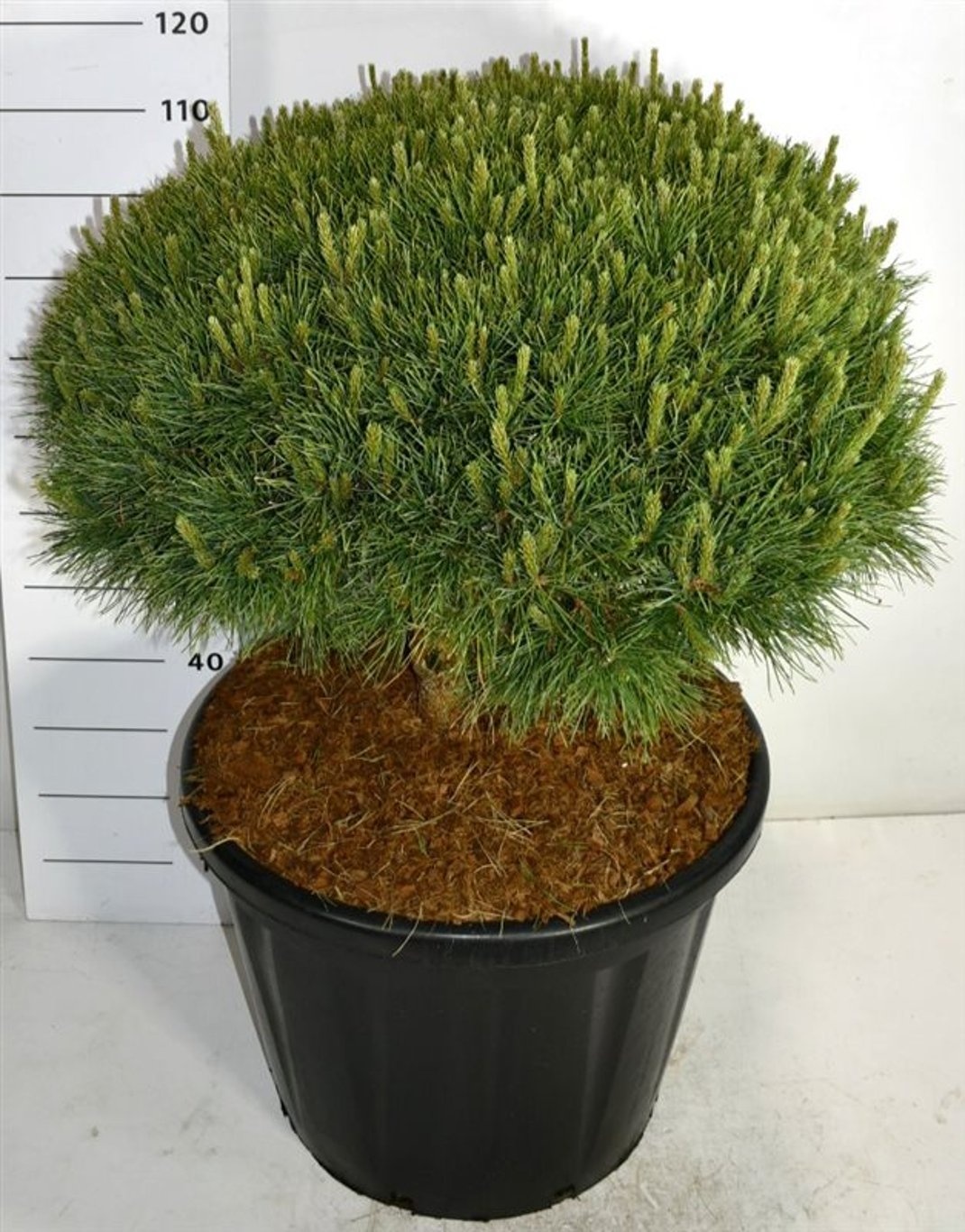 Pinus sylvestris 'Watereri', D 60