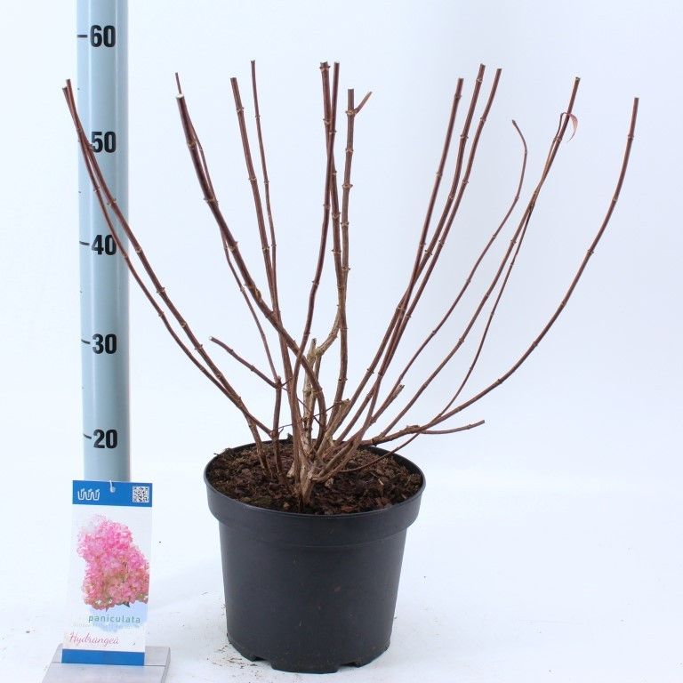 Hydrangea pan. Vanille-Fraise® ('Renhy'PBR), D 23