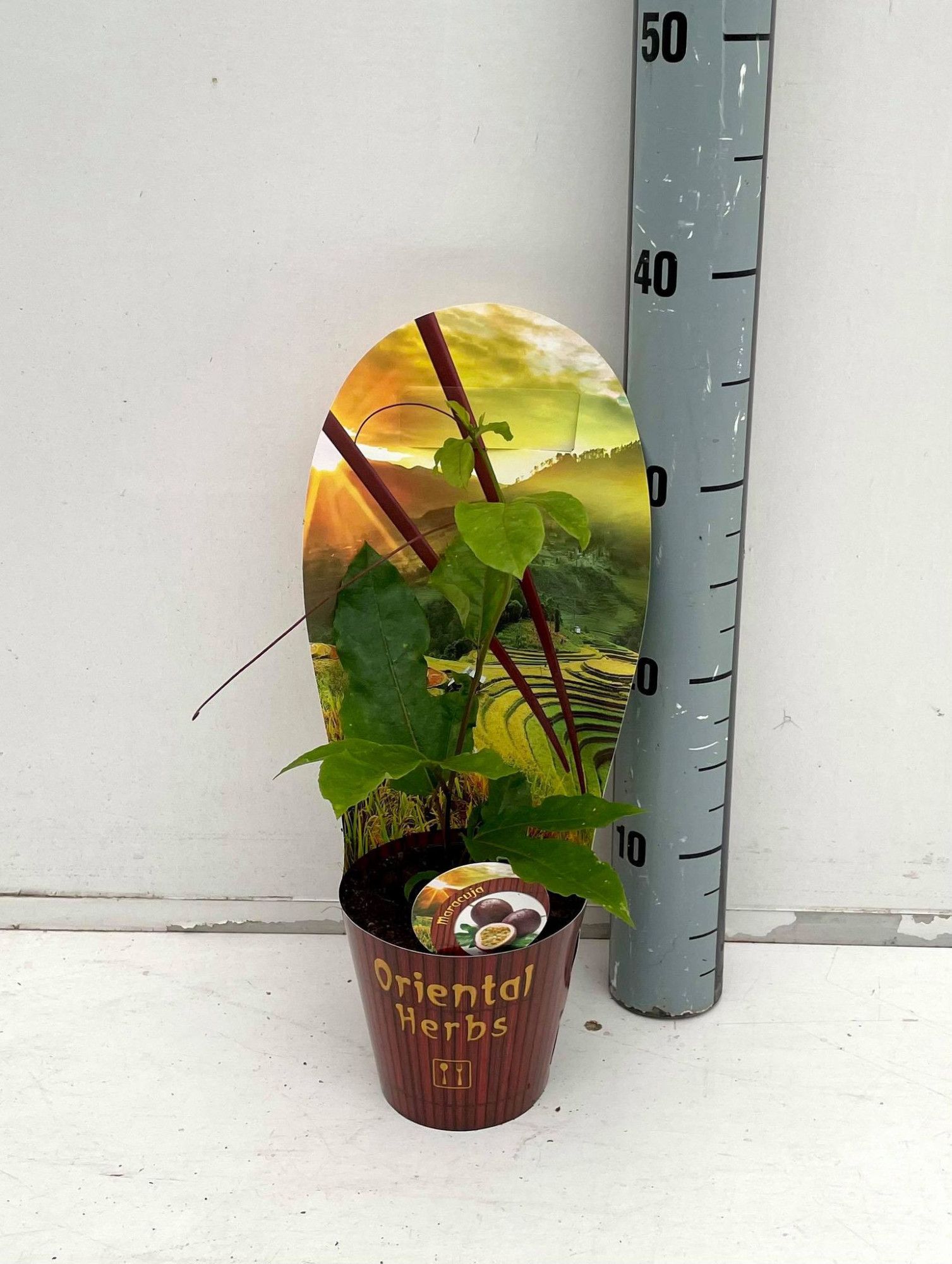 Passiflora edulis p12, D 12