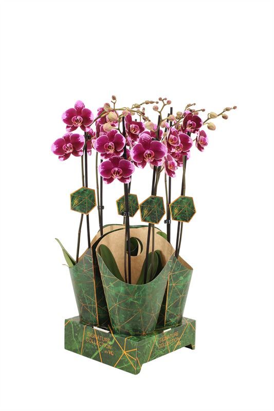 Potcover p12 golden nature Phal Signature Faction 2T16+, D 12