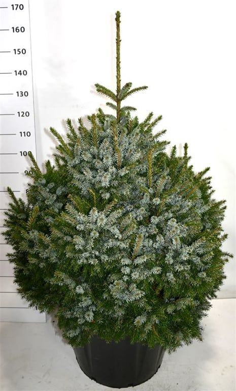 Picea omorika 'Nana', D 60
