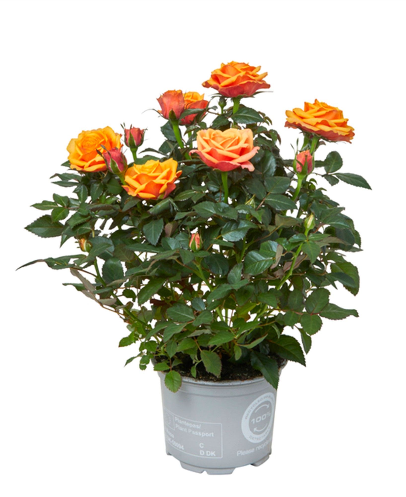 Rosa Kordana Grande Firebird, D 10,5