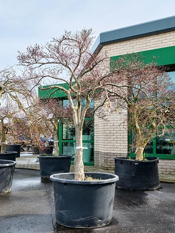 Acer pal. diss. 'Stella Rossa', D 100