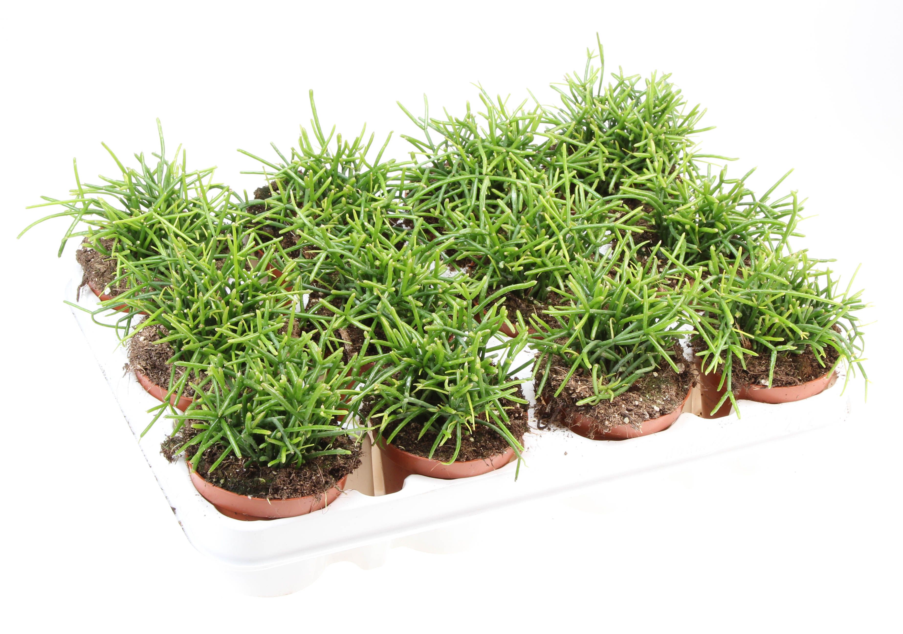 Rhipsalis cassutha oasis, D 8,5