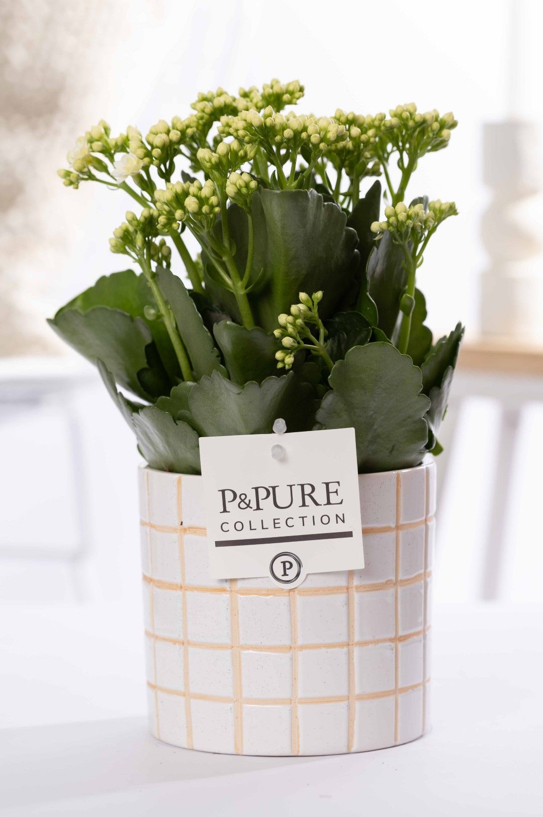 Kalanchoe white in P&PURE Tirza ceramics, D 12