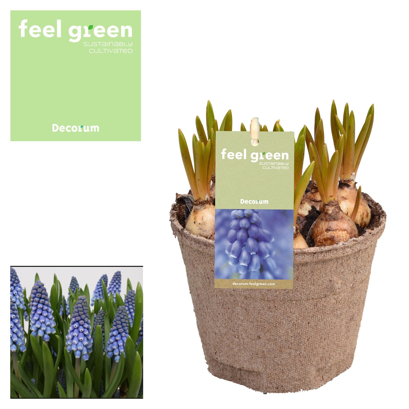 Muscari Big Smile FEEL GREEN, D 12
