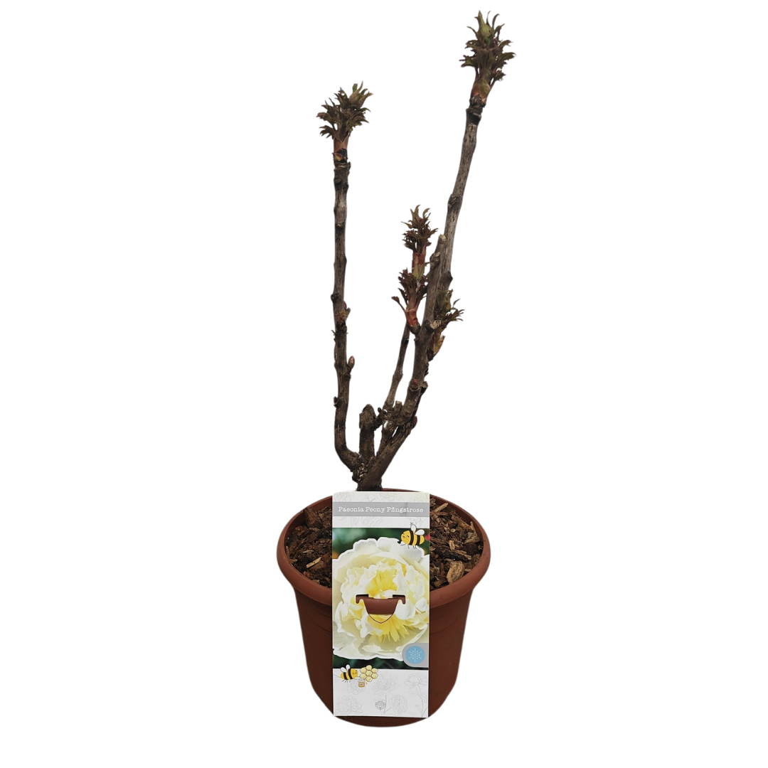 Paeonia Woody suffruticosa yellow, D 26