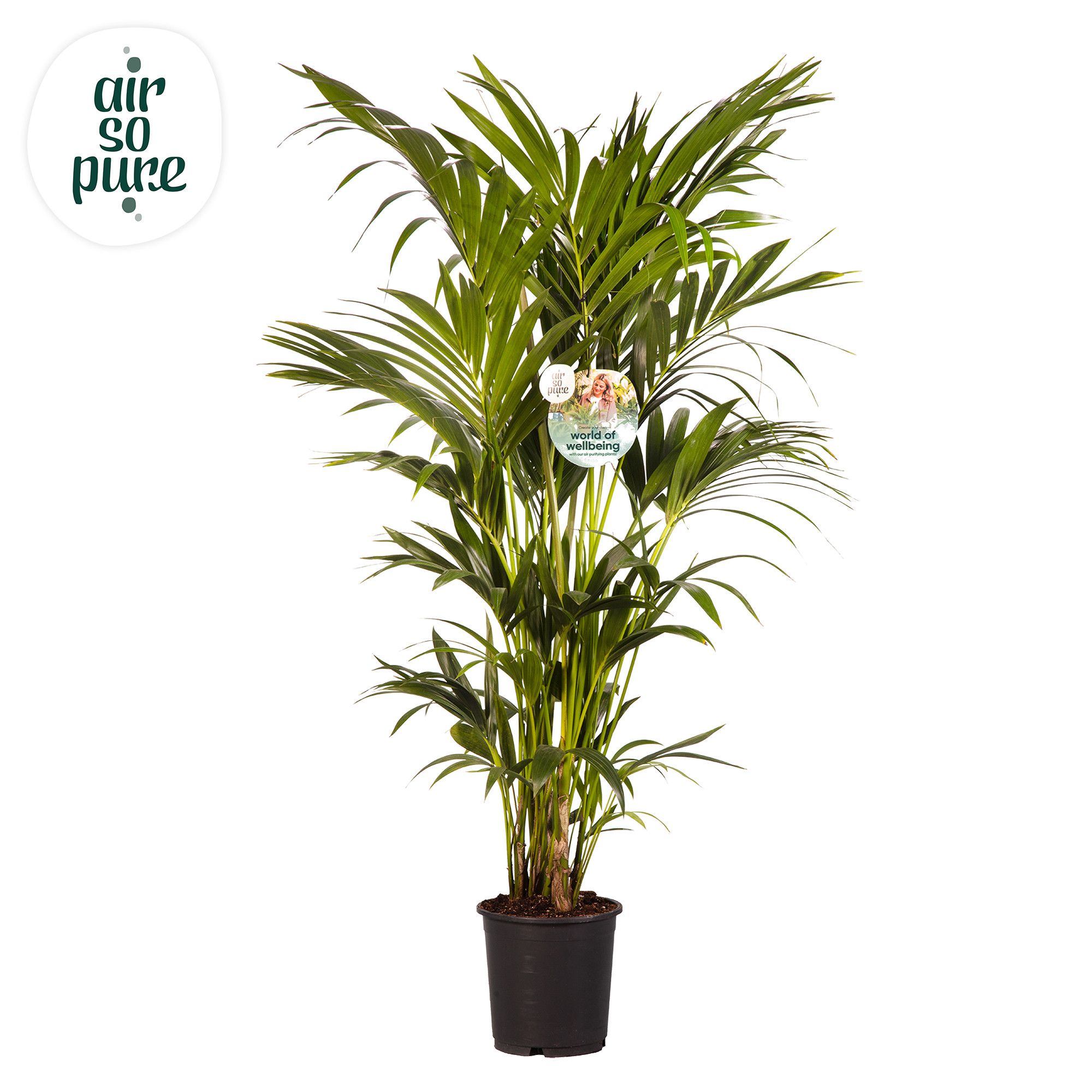 KENTIA - P24 H160 - 8PP - Air So Pure (Howea forsteriana), D 24