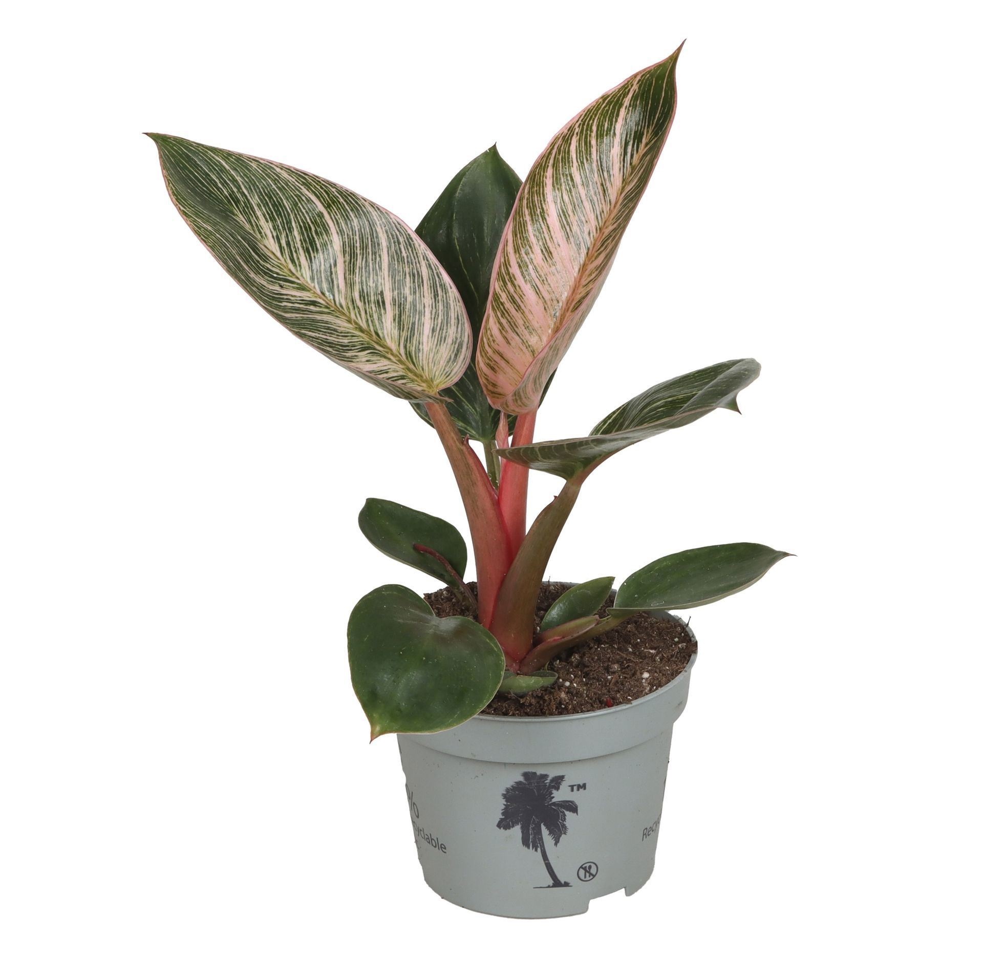 Philodendron Pink Bikini 10.5 cm, D 10