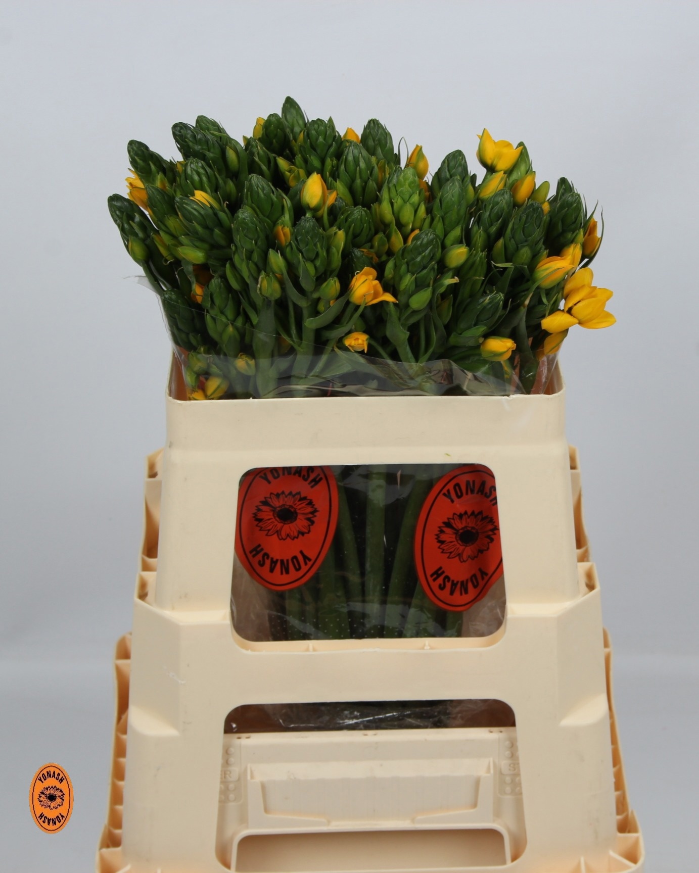 Орнитогалум Еллоу Аса 55, шт.