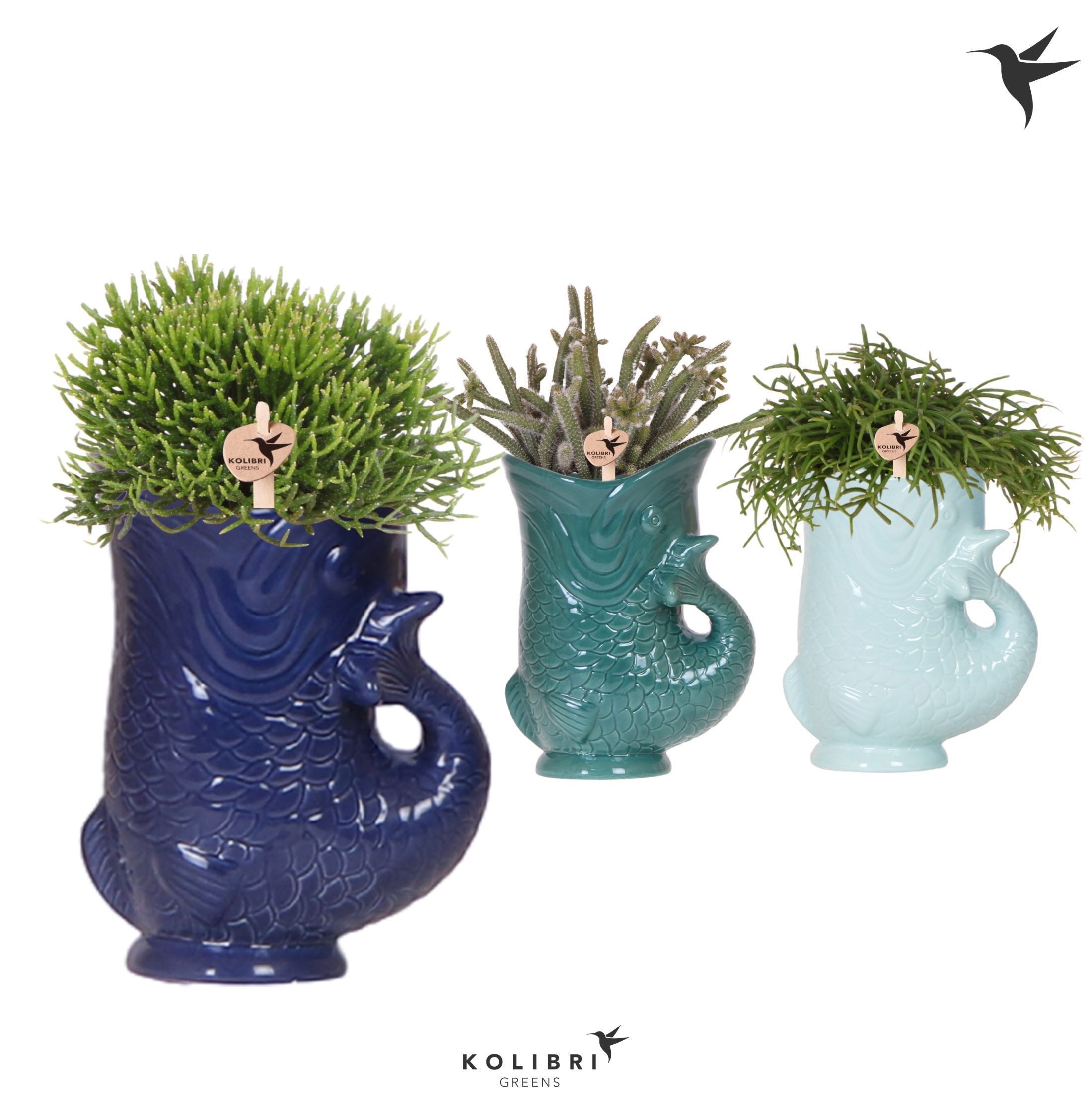Kolibri Greens Rhipsalis mix in Fish pot blue mix, D 9