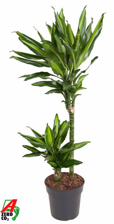 Dracaena Cintho 45-15, D 19