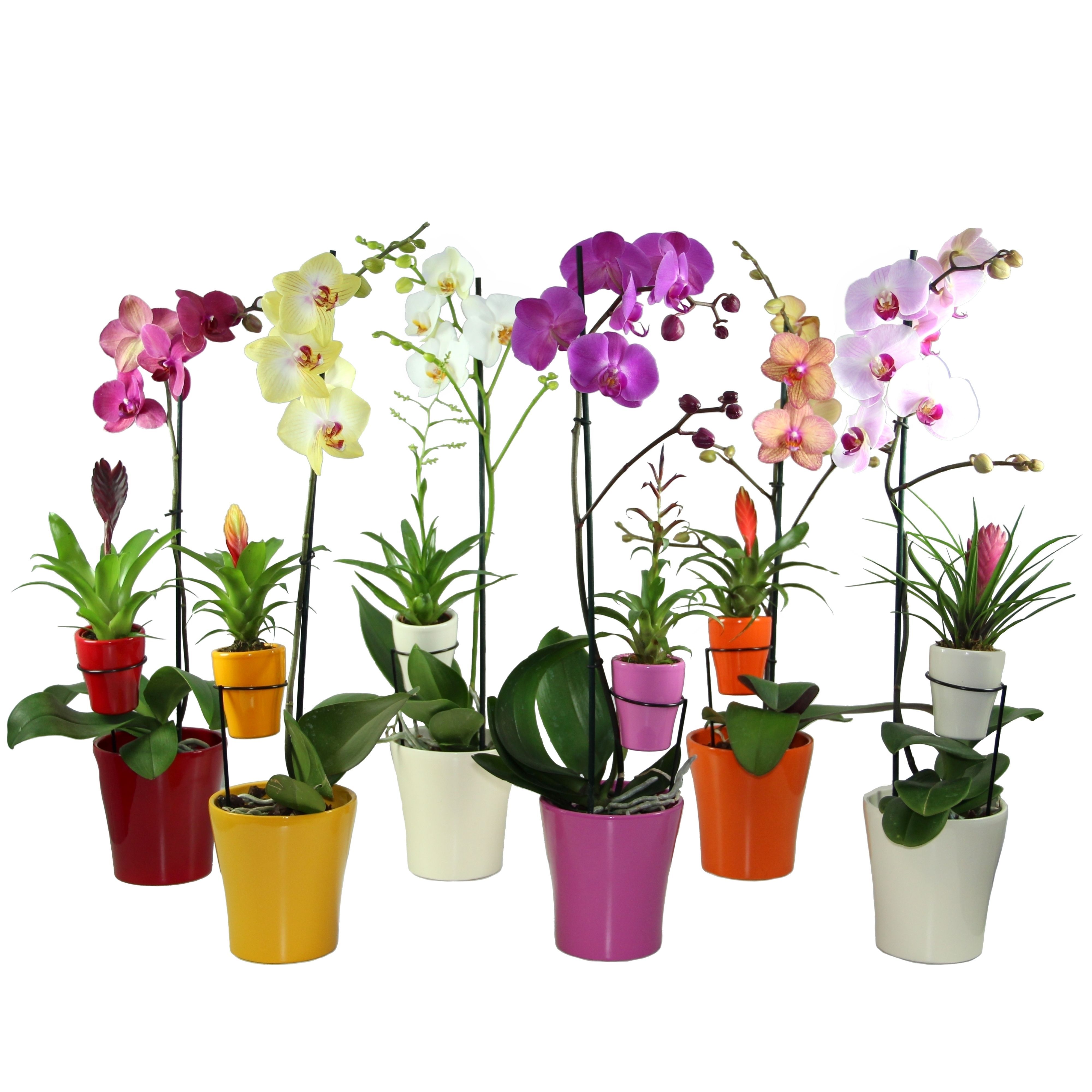 Moeder&kind Phal1tak+Bromi, D 13