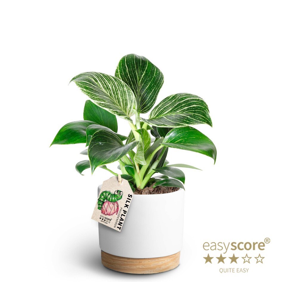 Woodbase White, Philodendron White measure, D 12
