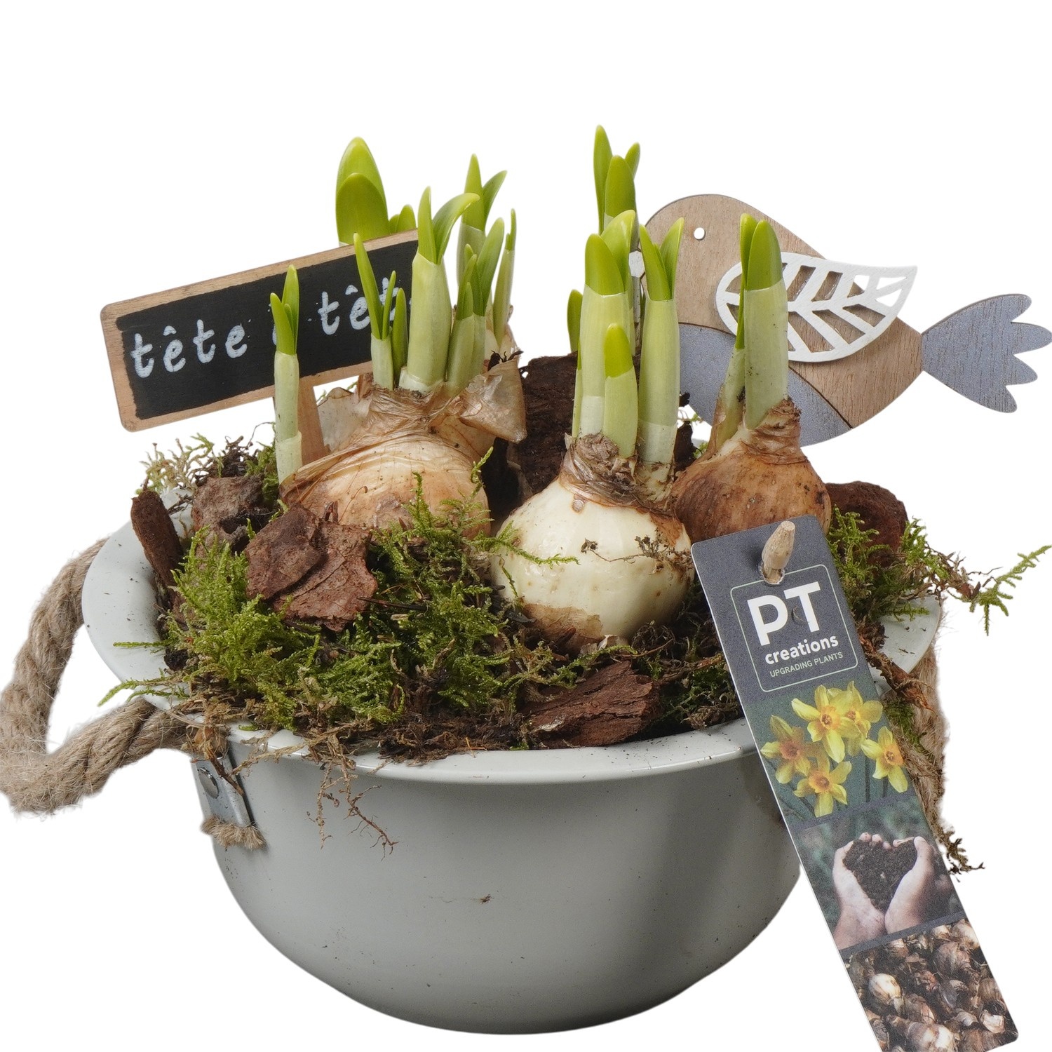 PTN8522 Arrangement Narcissus in zink schaal, D 18