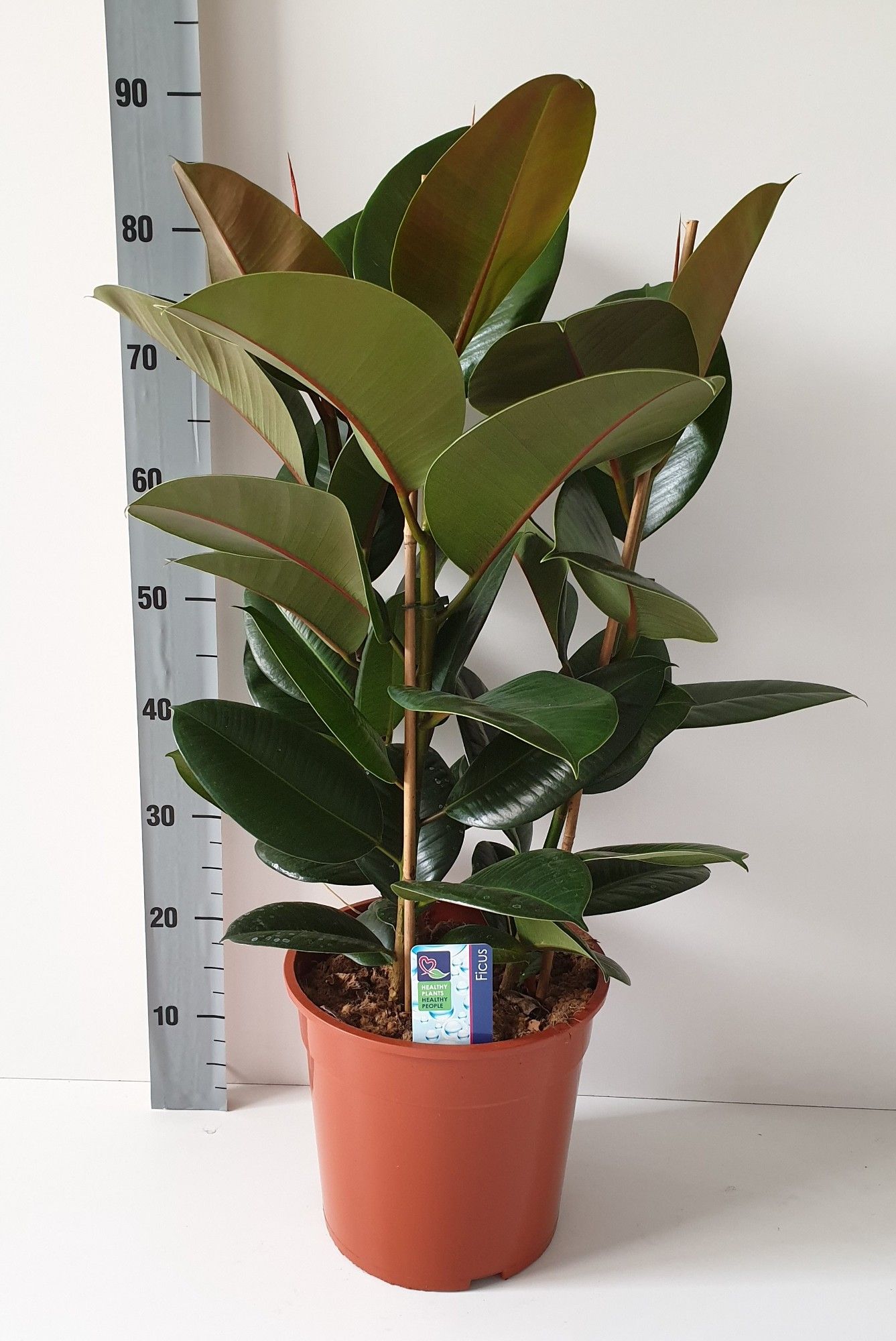 Ficus Robusta, D 27