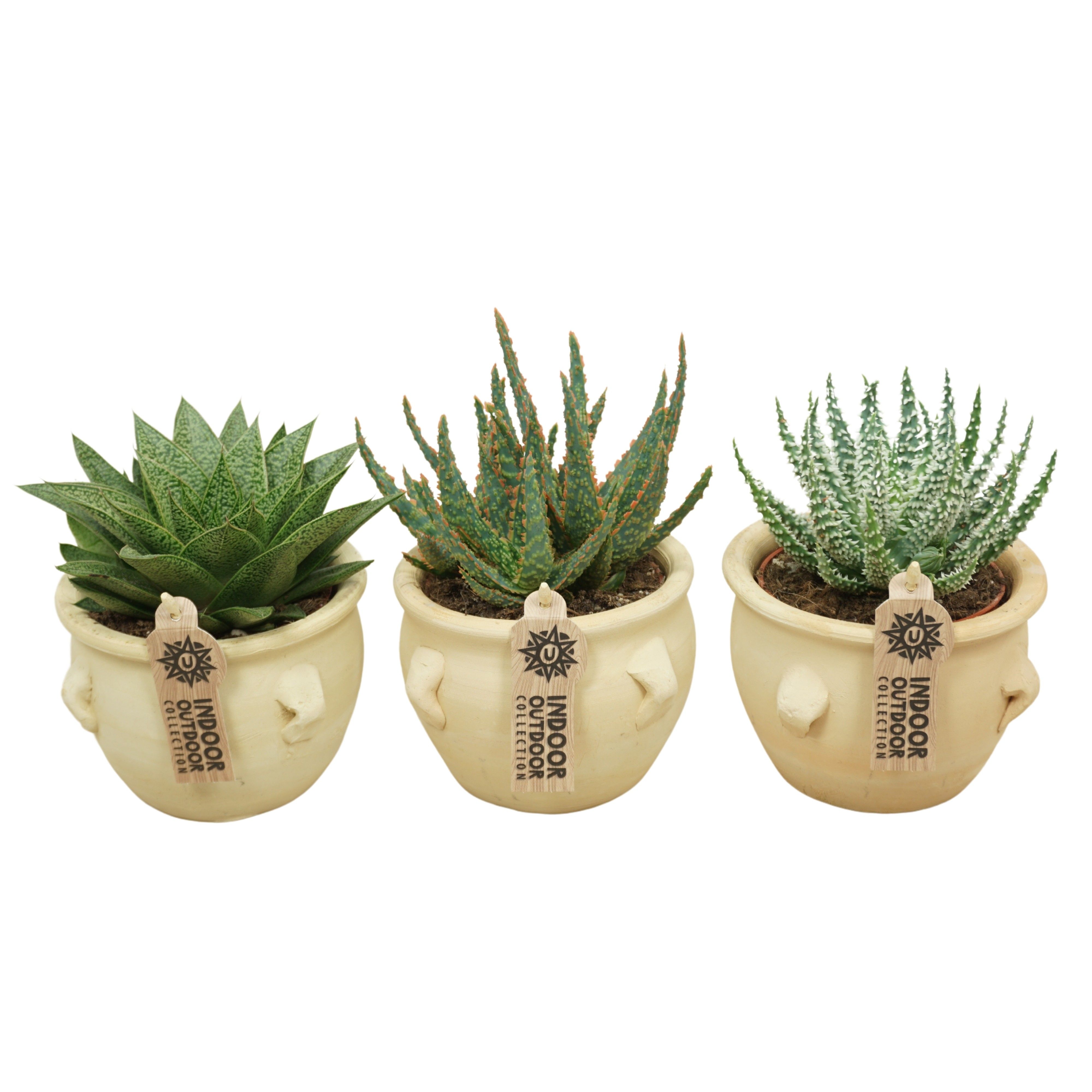 Aloë-Haworthia mix in 14 cm 'Kruik La Vica', D 10,5