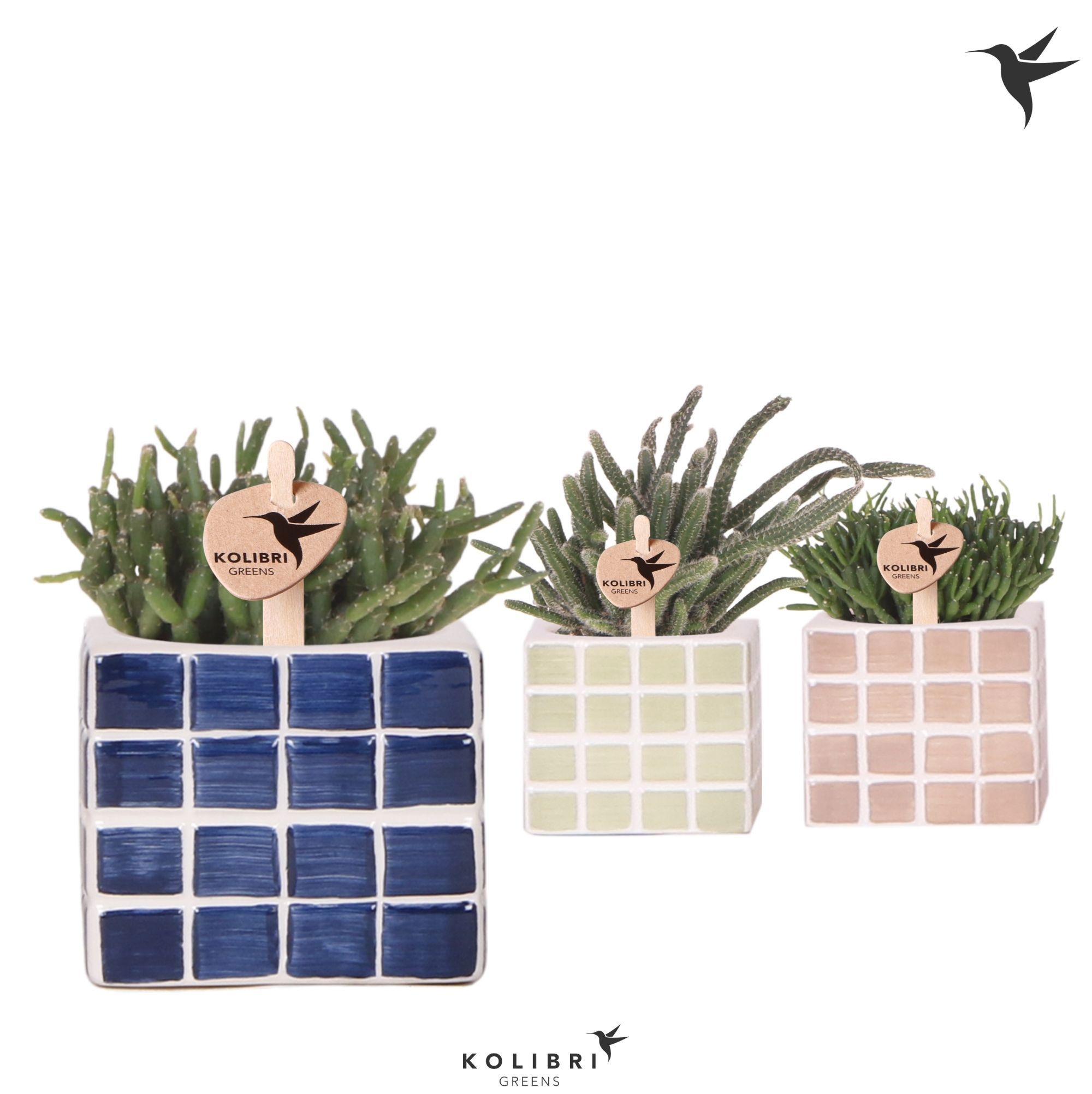 Kolibri Greens Rhipsalis mix in Mosa pot blue mix, D 6