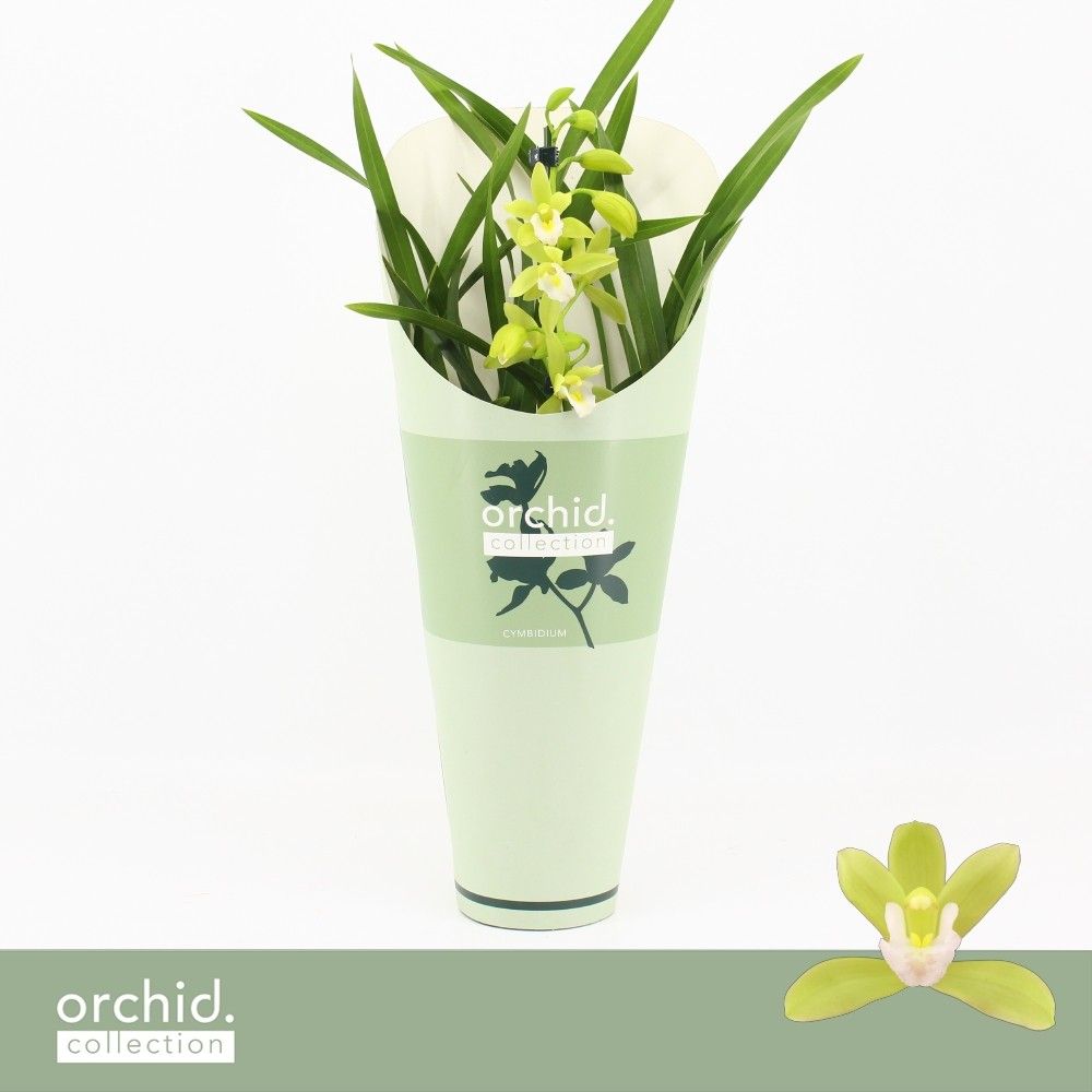 Cymbidium, Mint Source 1-spike 'Orchid Collection' Potcover, D 12
