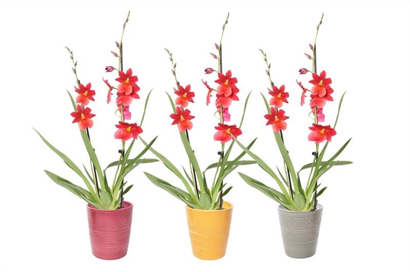 Zoe p12 tribal safari mix Cambria Nelly Isler 2T16+, D 12