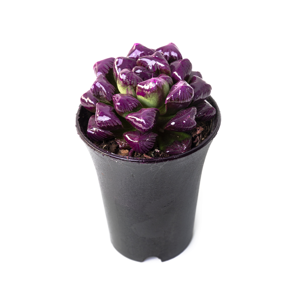 Хавортия купера пурпурная 11 13 (предзаказ)