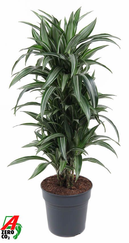 Dracaena Ulises vertakt P27, D 27