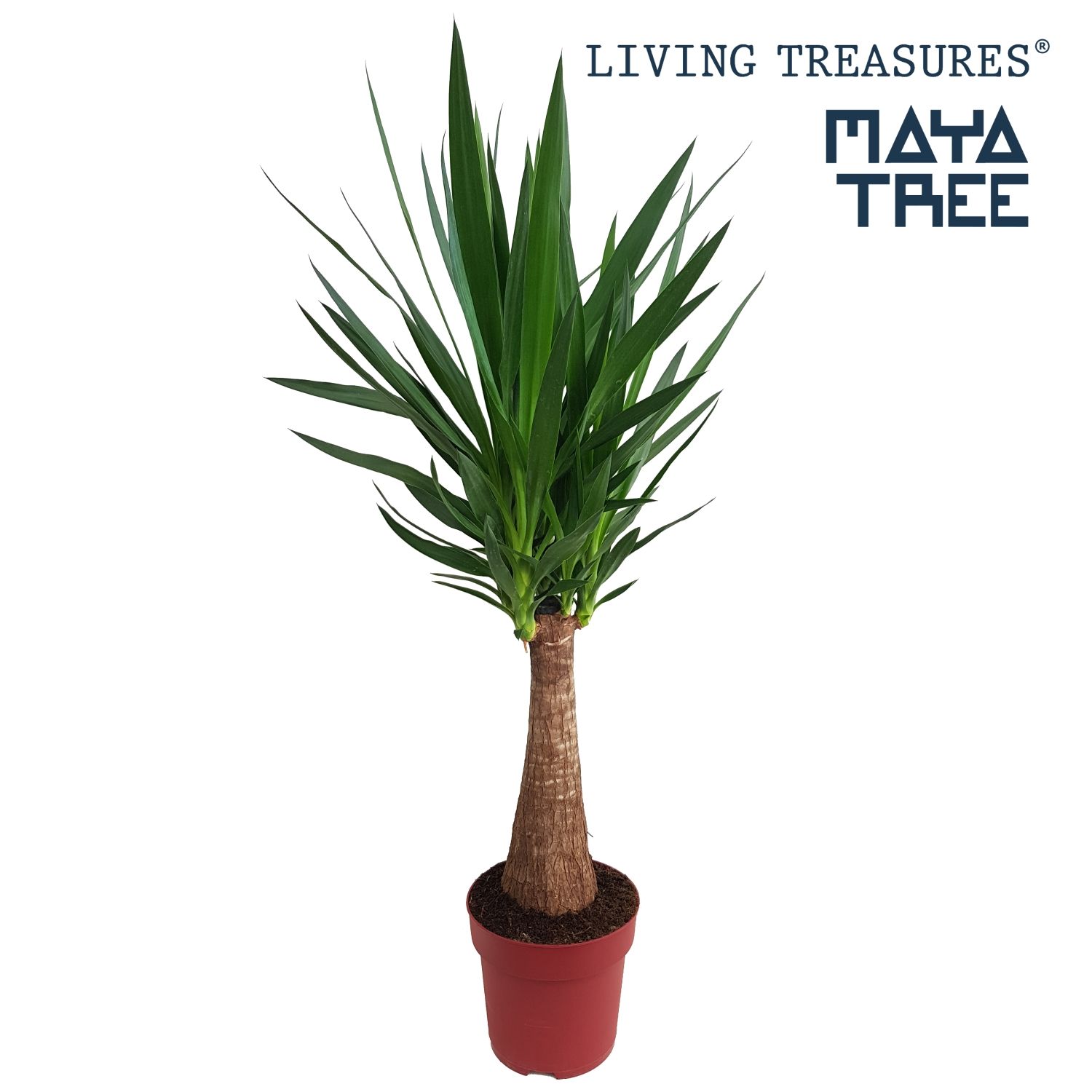 Yucca "Maya Tree" 45stam P23, D 23