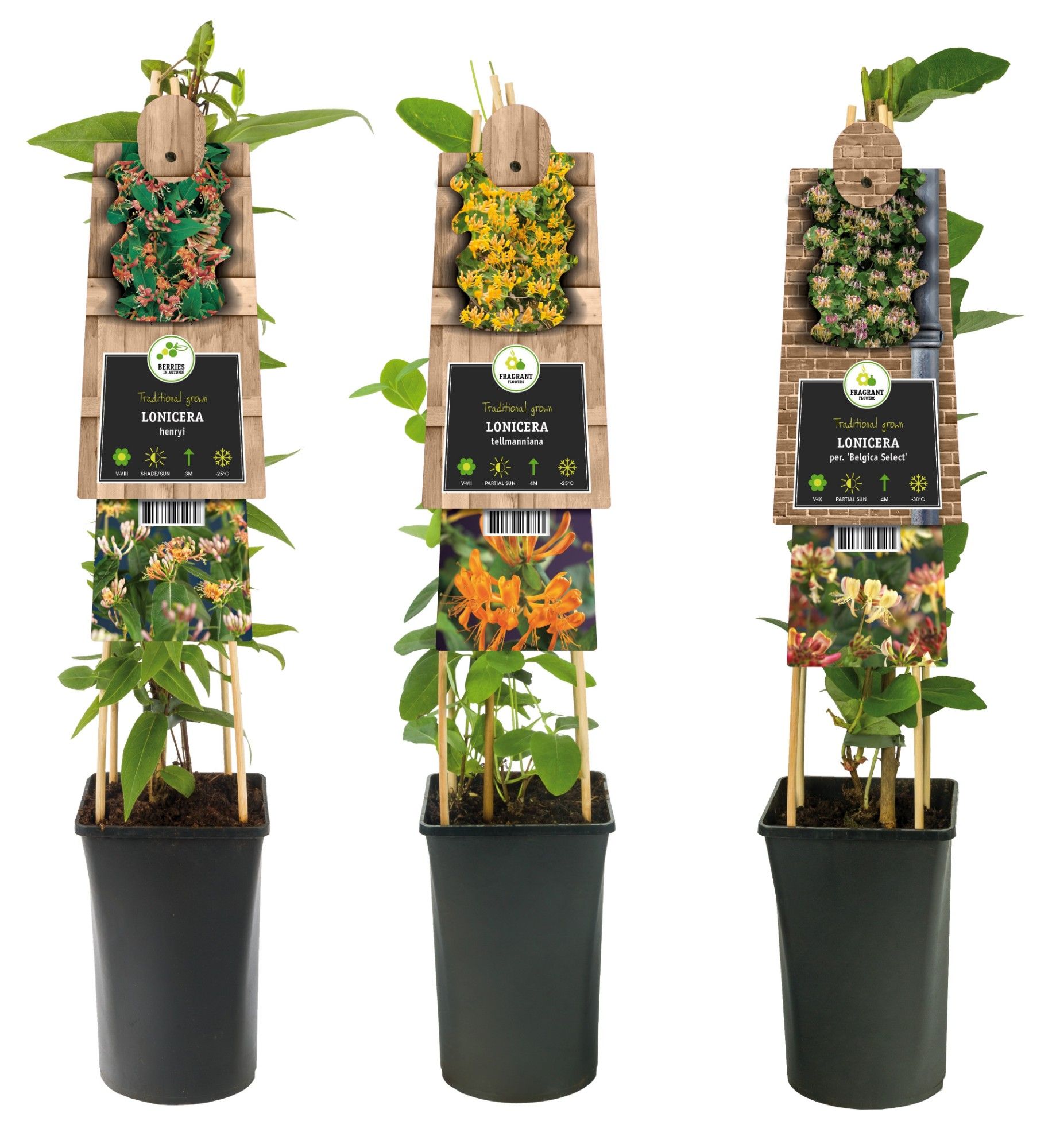 Mixtray Lonicera +3.0 label, D 17