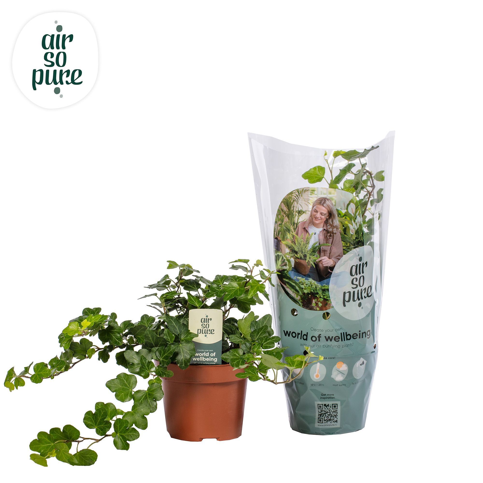 Hedera helix 'Wonder' Air So Pure®, D 13