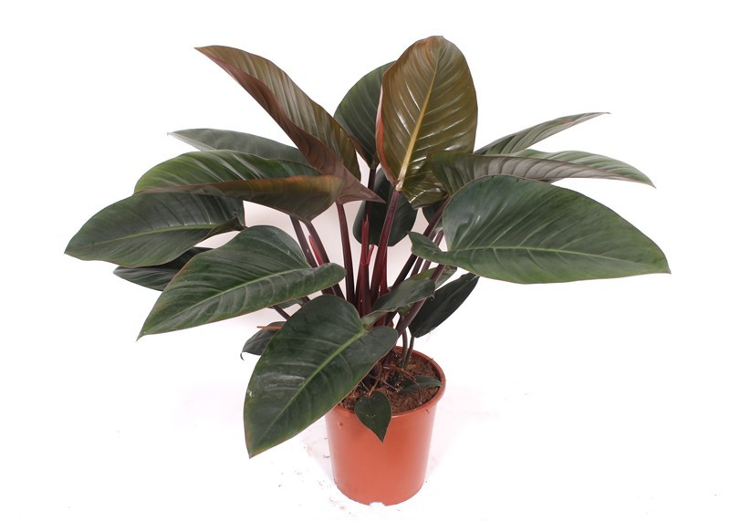 Philodendron Congo Red, D 27