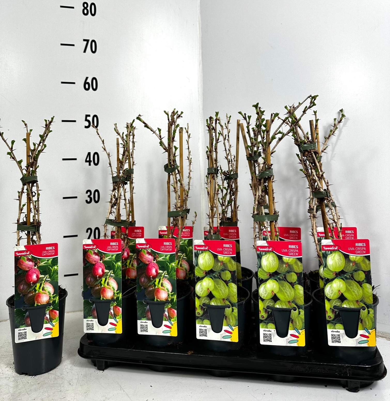 Ribes 2 soorten mix tray, D 12