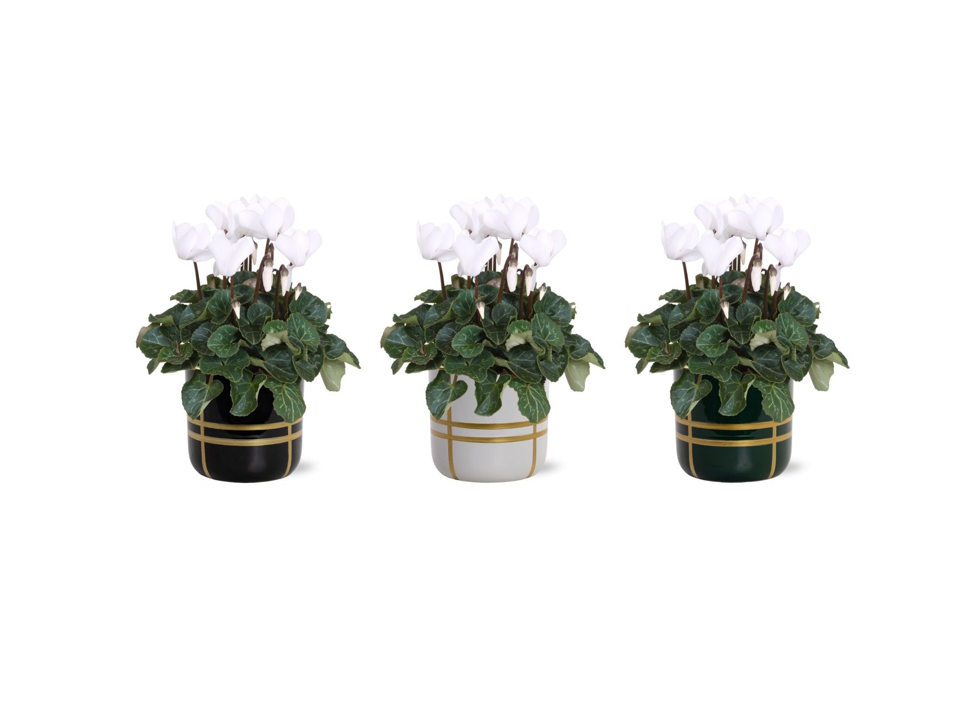 Collectie 'Bubble Collecties' - Cylcamen Wit in lauri Keramiek, D 12