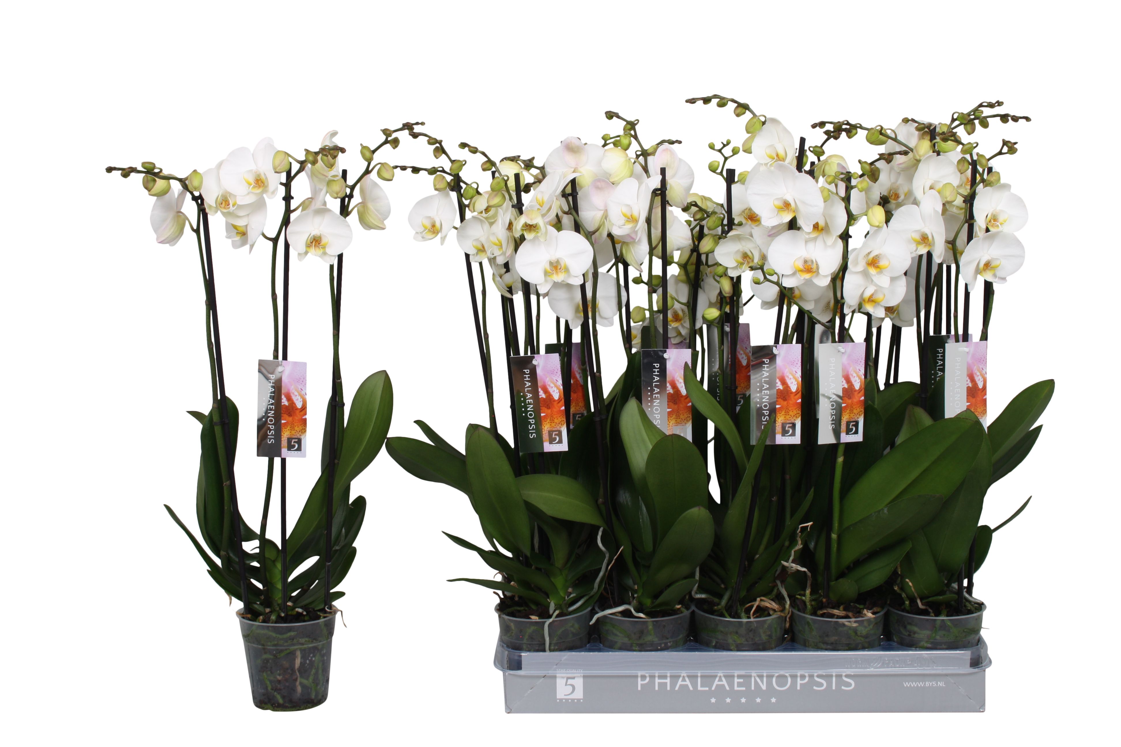 Phalaenopsis White, 3-spike 22 +, D 12