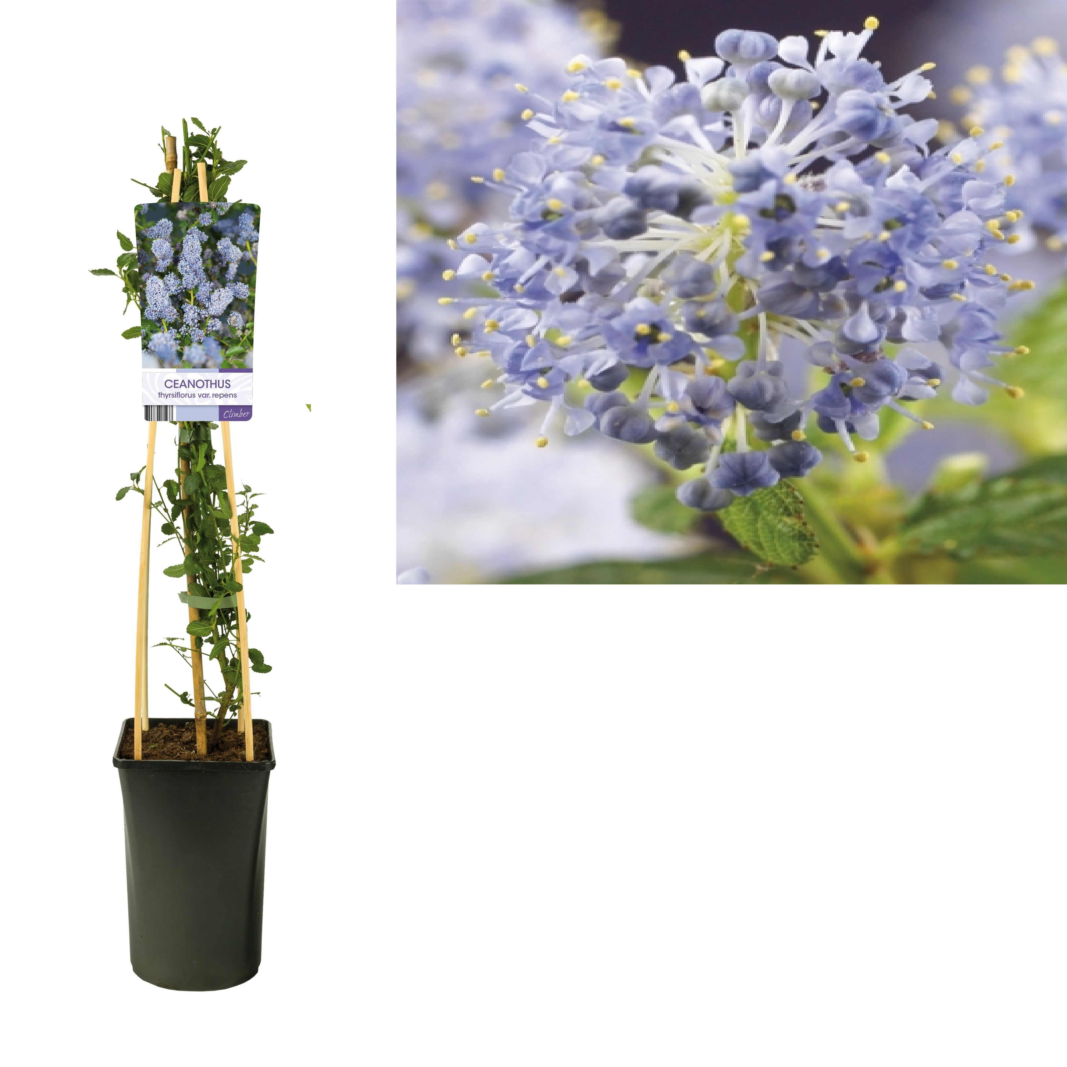 Ceanothus thyrsiflorus var. repens +light label, D 17